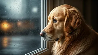 Rainy Days Can Turn Pets Moody Too