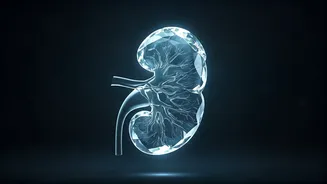 Silent Kidney Cancer: Unmasking Early Warning Signs Before It's Too Late