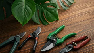 Indoor Plant Pruning: Mistakes to Avoid!