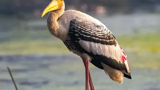 How To Combine Birdwatching Tours With Traditional Game Safaris During November Escapes Across India