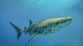 The Best Sighting Is Not Worth Blocking an Animal's Path