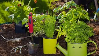 Zaid Timing Explains What Fresh Interest in Seasonal Home Gardening Means for Indian Gardeners