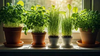 Urban Kitchens Can Grow Their Own Greens