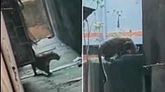 Leopard Triggers Panic After Entering Densely Populated Bhayandar East Area, Injures Six Residents Before Being Trapped; Video