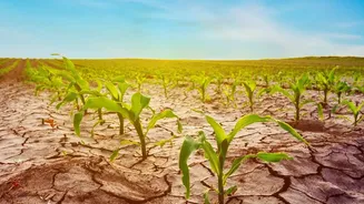 Pakistan's IRSA Warns Winter Crops Face Reduced Irrigation Supplies