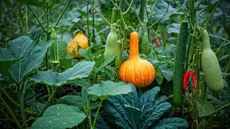 Rain-Friendly Vegetables Every Home Gardener Should Grow