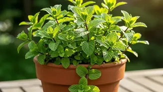 Terracotta Olla Pots Help Balcony Gardeners Keep Plants Healthy During Unpredictable Humid Dry Spells