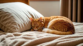 Sleep Secrets: Why Your Cat Chooses YOU