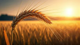 Baisakhi 2026: Embrace Harvest, Faith, and New Beginnings with Joyful Wishes