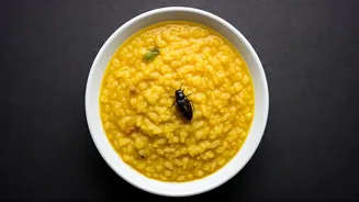 Ahmedabad Restaurant Fined ₹5,000 After Insect Found in Khichdi Amidst Stricter Food Safety Checks