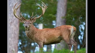 Hope For The Hangul: Endangered Kashmiri Deer Shows Signs Of Revival