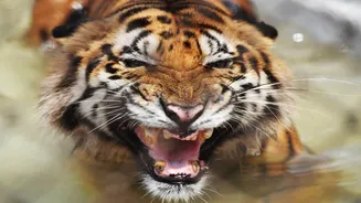 International Tiger Day: India brought back its tigers. But can we keep them safe?