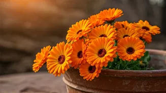 Marigolds Make Monsoon Gardens Feel Festive Fast