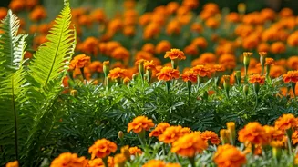 Ditch Expensive Blooms, Try Native Marigold Fern Mix