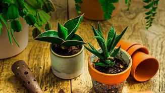 Indoor Gardening During Monsoon Rewards Patient Plant Owners