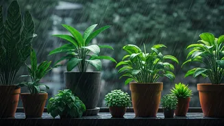 Balcony Gardening Gets A Rainy-Season Confidence Boost
