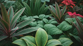 Rainy Season Gardening For Busy People