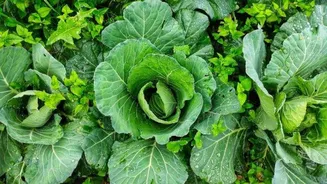 Why you should start eating wild lettuce