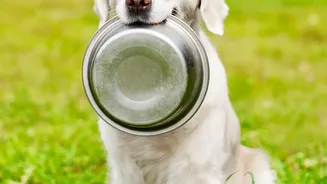 Plans For Backup Pet Feeding Routines Need Late Workdays And Household Schedule Changes