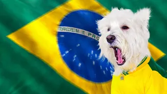 Gritos de gol e fogos: saiba como proteger o animal do estresse nas festas de junho
