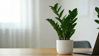 Plants Boost Office Productivity: Here Are 5