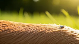 Lyme Disease: What Risks Do Pets Really Face?