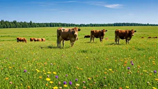 Cattle Grazing's Impact: Farming & Biodiversity