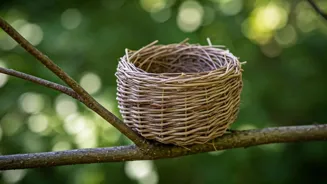 8 Unique Nest-Builders: Marvels of the Avian World