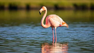 Discover 10 Stunning Pink Animals!