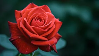 Grow Roses All Year With These 7 Simple Tips