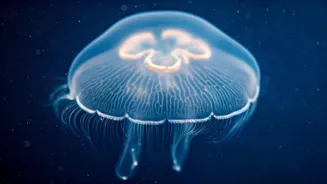 The Immortal Jellyfish: A Dive into Forever