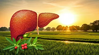 Is Your Liver Stressed? Ashwagandha May Help.