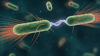 Bacteria's Movement and DNA Transfer Decoded