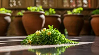 Brahmi: An Ayurvedic Boost for Mind and Body