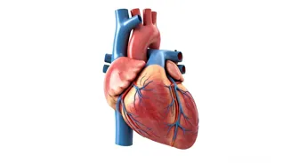 Protect Your Heart With These 5 Healthy Habits