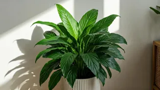 Peace Lily Placement Improves Home Feng Shui