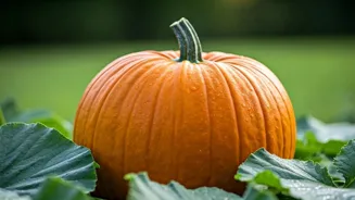 Pumpkins Can Revitalize Your Skin Naturally.