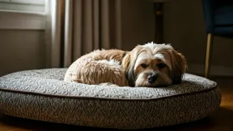 These Small Dogs Are Perfect for Apartments