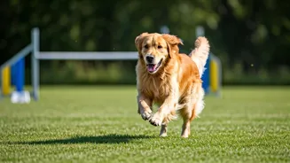 10 Amazing Pet Dog Breeds That Excel at Training!