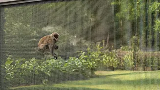 Keep Monkeys Out Of Your Indian Home