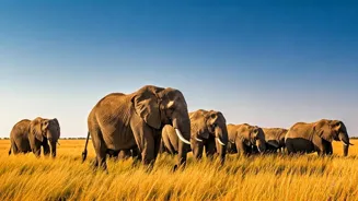 India's Best Elephant Safari Parks Are Here