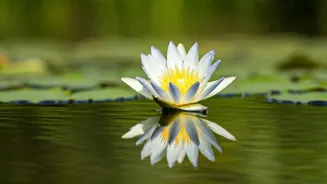 Pisces: Read Your September 27, 2025 Forecast