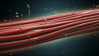 Creatine Boosts Body and Brain Daily