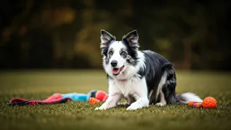 What Makes Some Dogs Smarter Than Others?