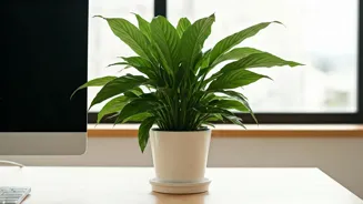 Desk Plants Can Boost Your Productivity.
