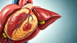 Fatty Liver May Threaten Your Heart