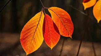 Will Drought Ruin Autumn Colors This Year?