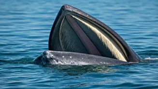 These Animals Thrive Without Teeth