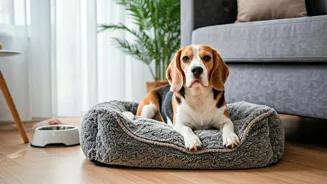 Best Dogs for Indian Apartments Revealed