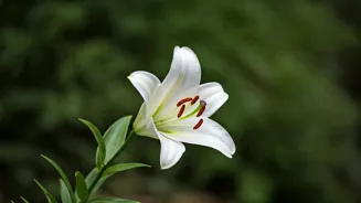 Huma Qureshi's Reaction: A Calm Response?